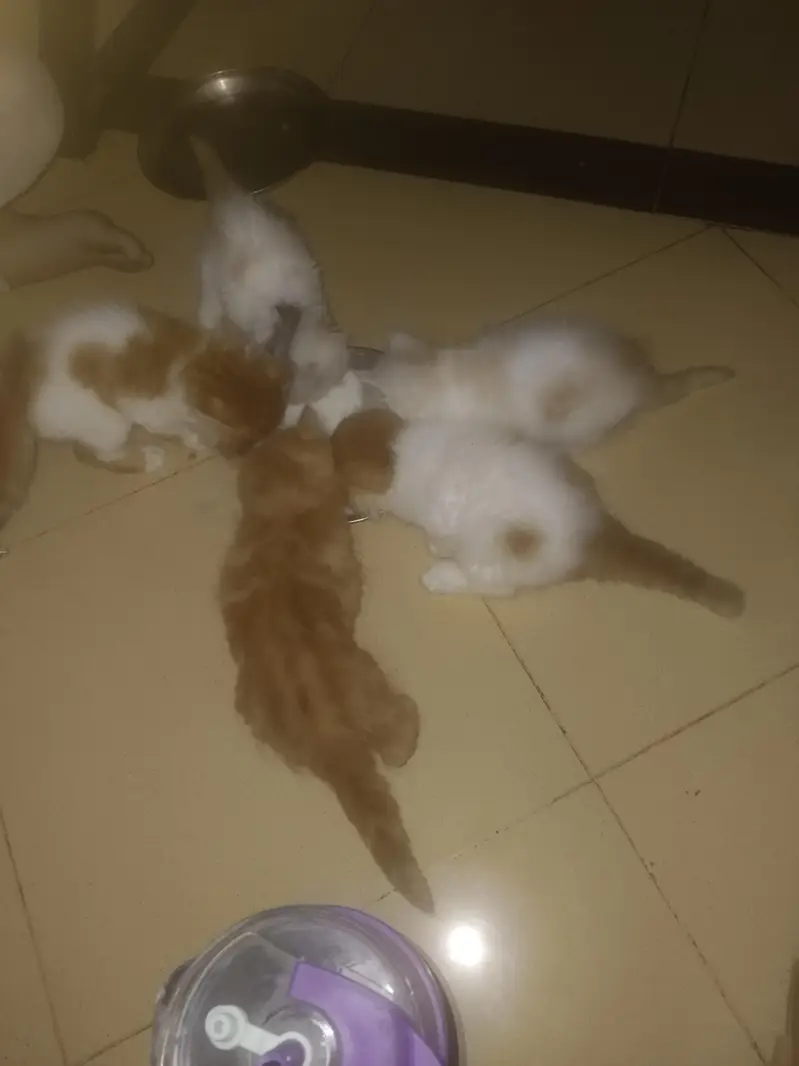 Persian calico — photo 7