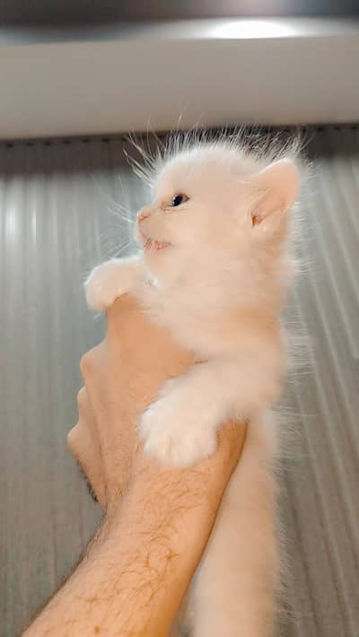 Persian Kitten Triple Coted