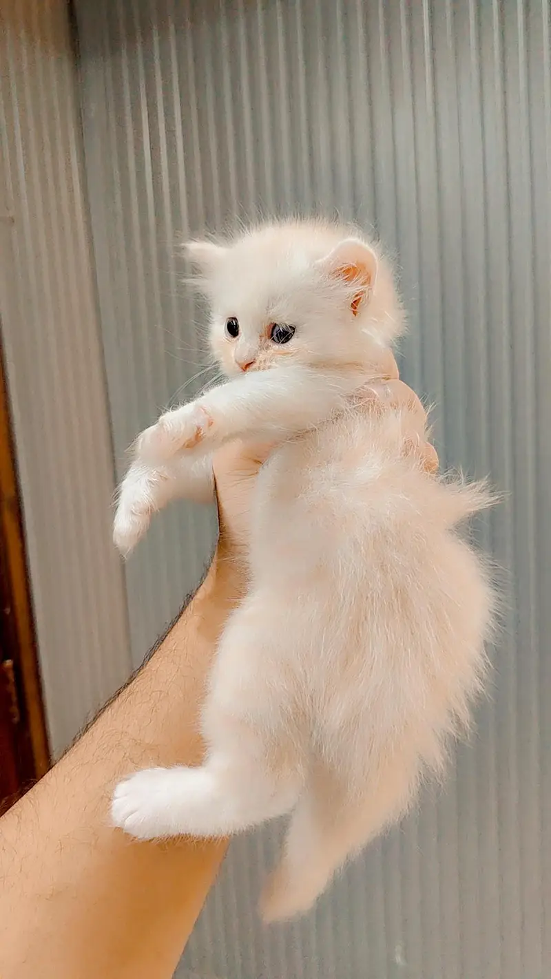 Persian Kitten Triple Coted — photo 2