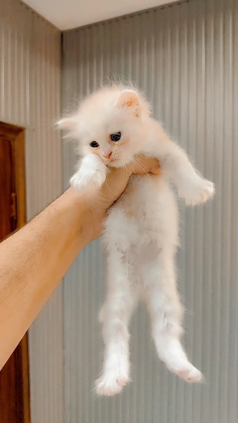 Persian Kitten Triple Coted — photo 3