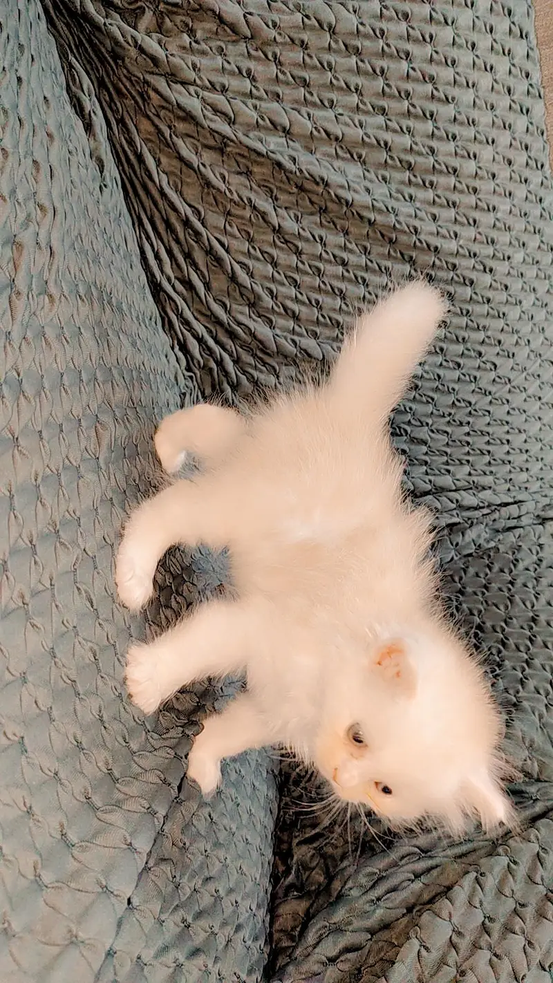 Persian Kitten Triple Coted — photo 4