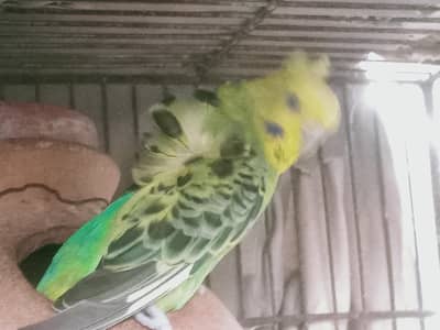 cage and parrot for sale