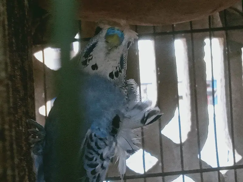 cage and parrot for sale — photo 2