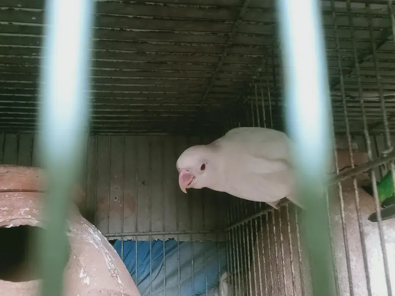 cage and parrot for sale — photo 4