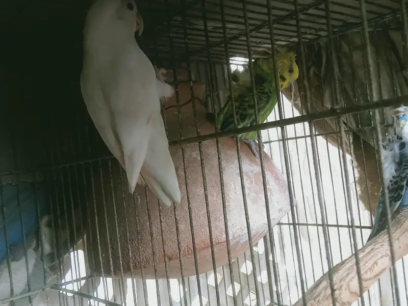 cage and parrot for sale — photo 5