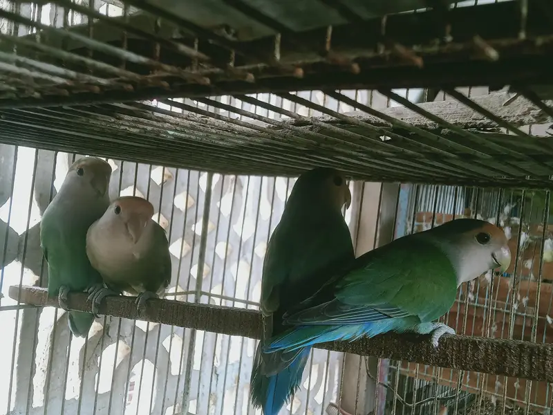 cage and parrot for sale — photo 7