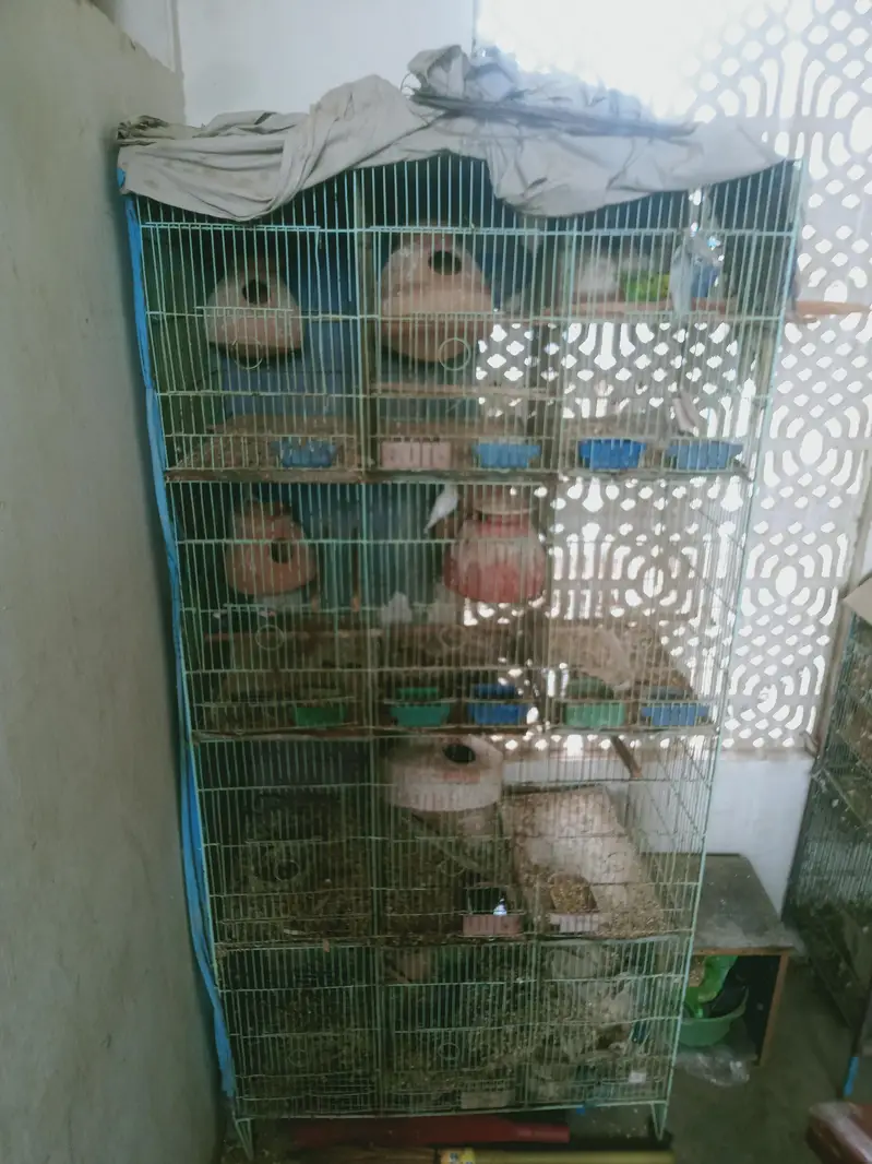 cage and parrot for sale — photo 8