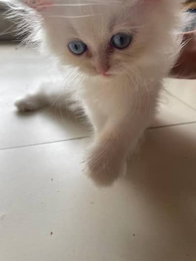 White Persian Kitten