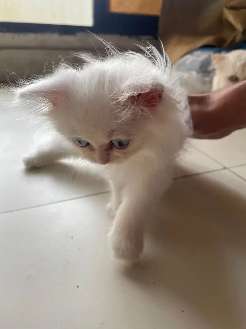 White Persian Kitten — photo 2