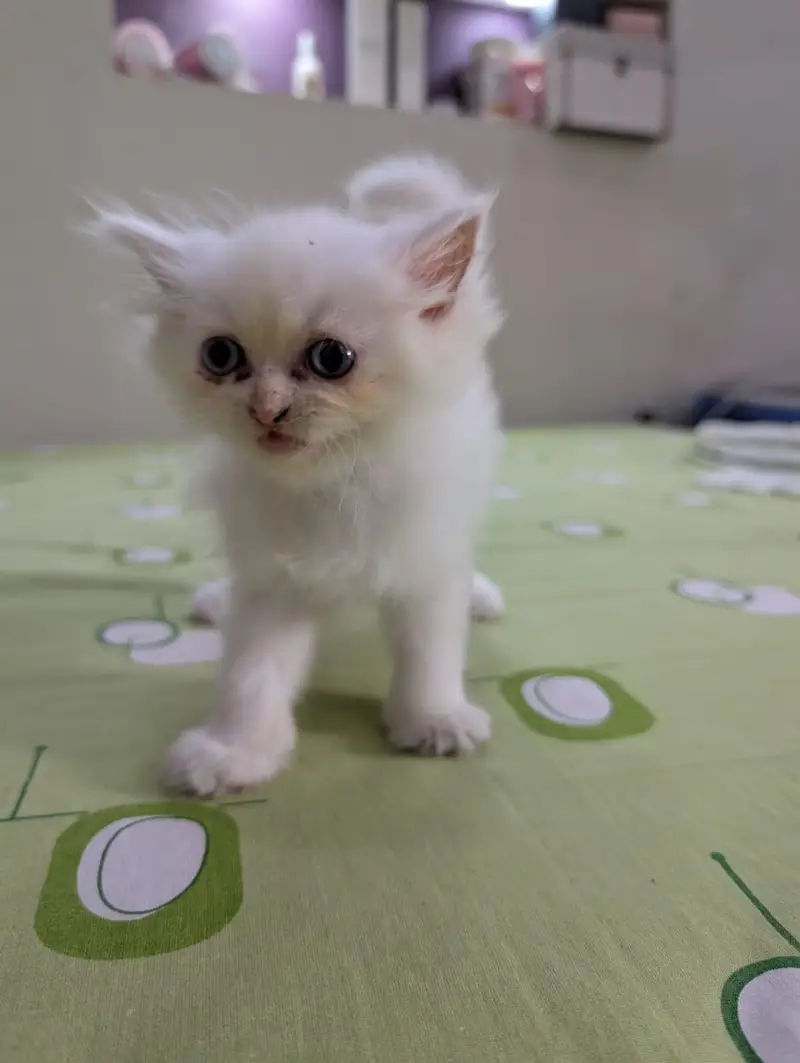 White Persian Kitten — photo 3