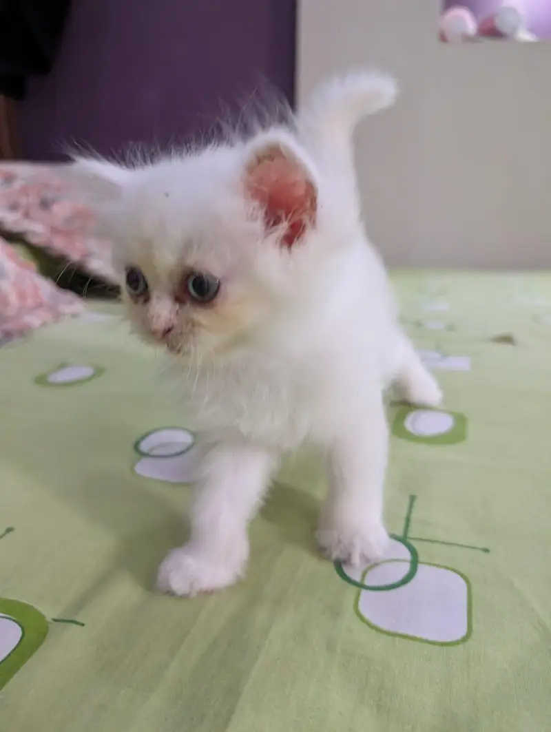 White Persian Kitten — photo 4