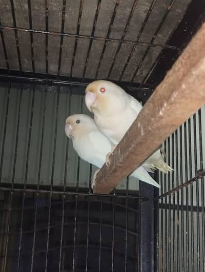 albyno red eyes