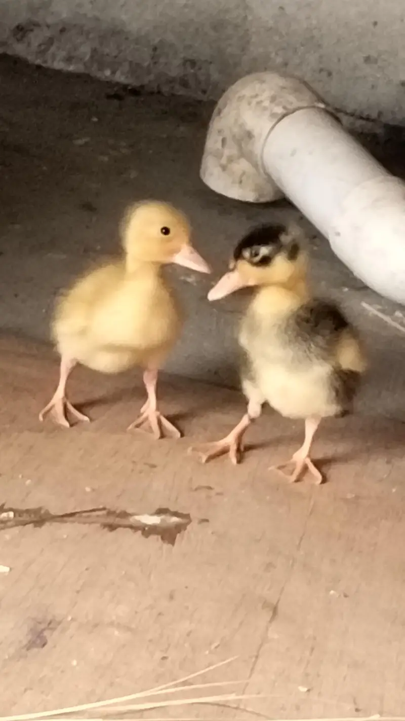 duck for sale