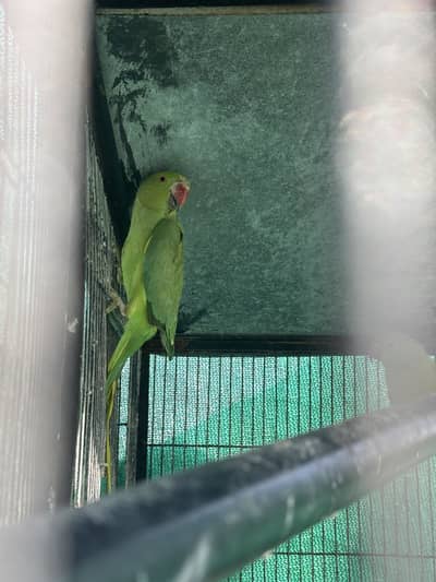 Female ringneck