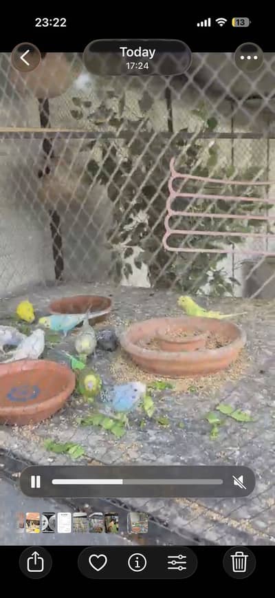 Budgies for sale