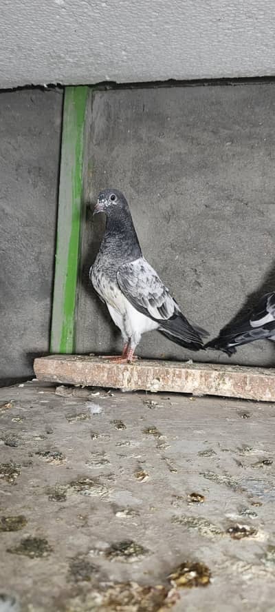 higher flyer baby pigeon for sale