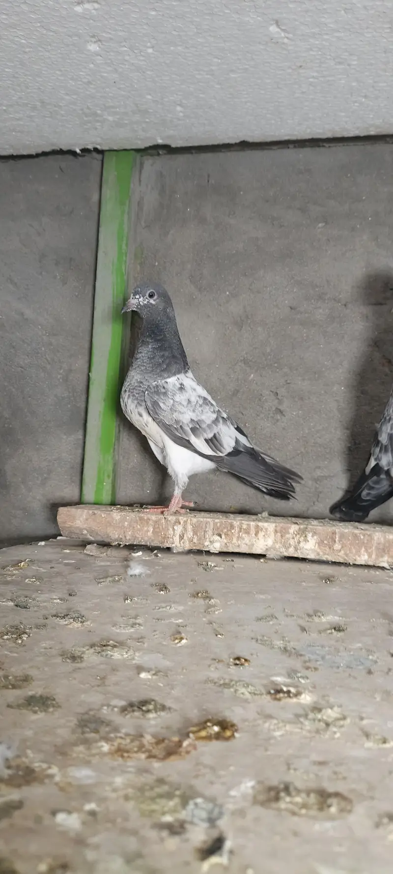 higher flyer baby pigeon for sale — photo 2
