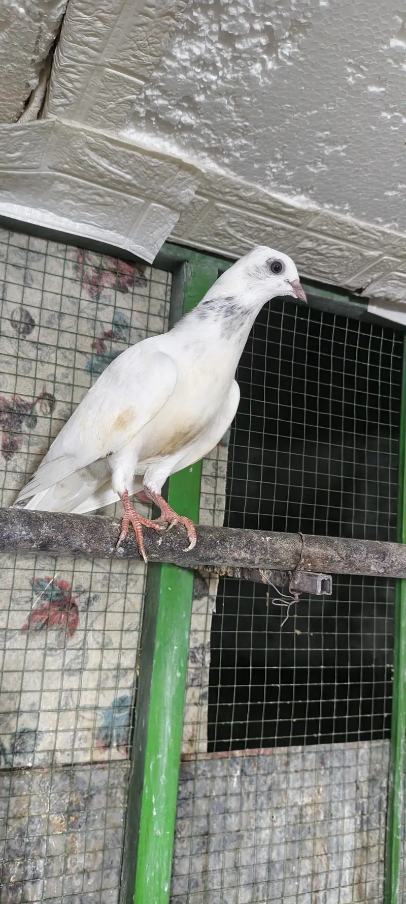 higher flyer baby pigeon for sale — photo 3