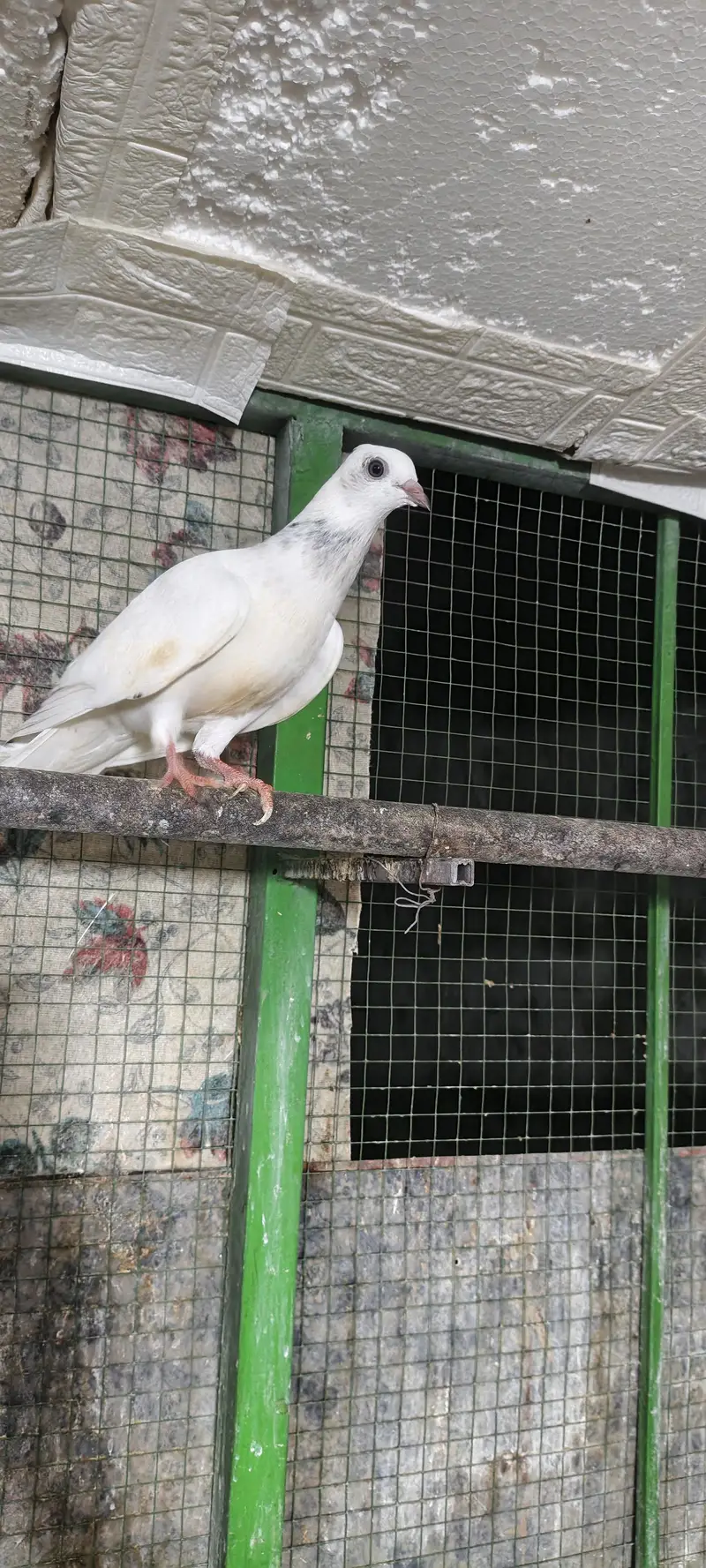 higher flyer baby pigeon for sale — photo 4