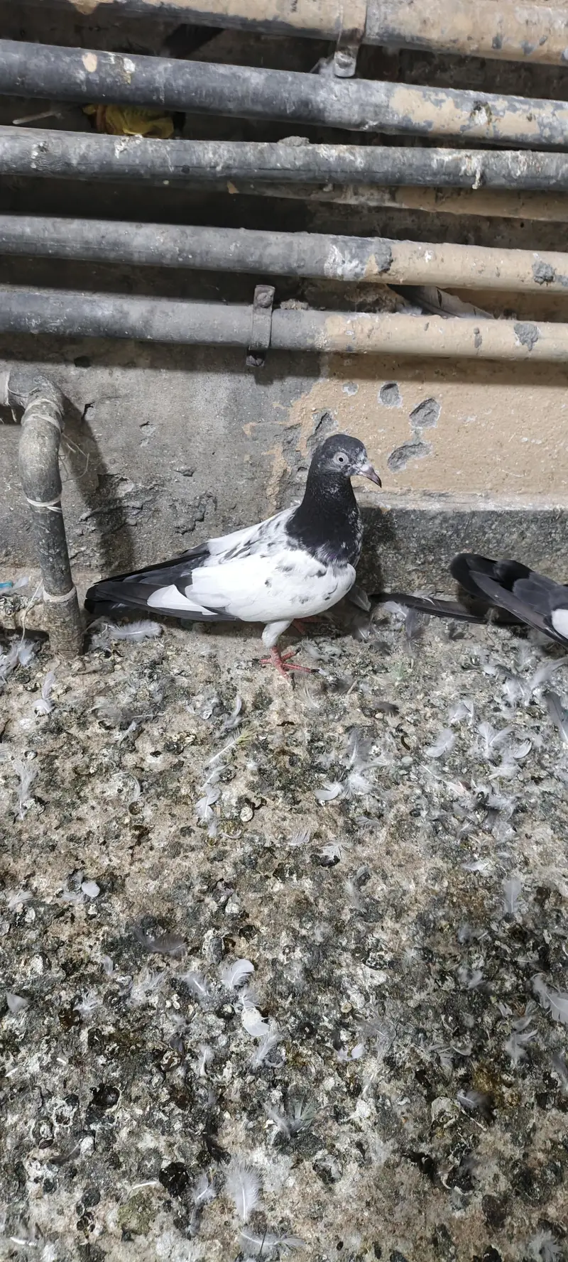 higher flyer baby pigeon for sale — photo 5