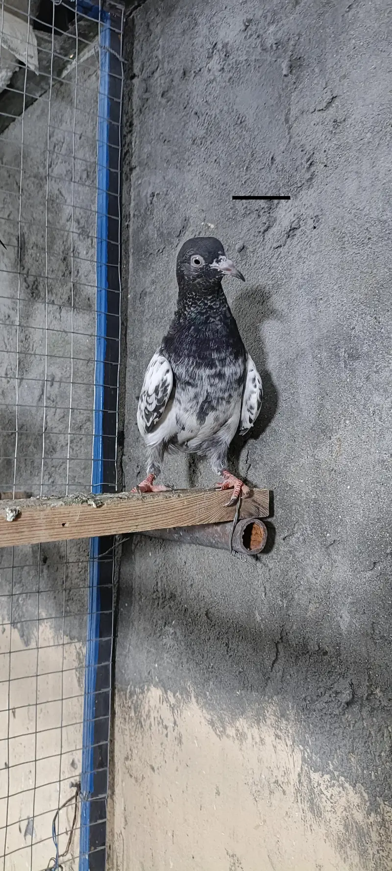 higher flyer baby pigeon for sale — photo 6