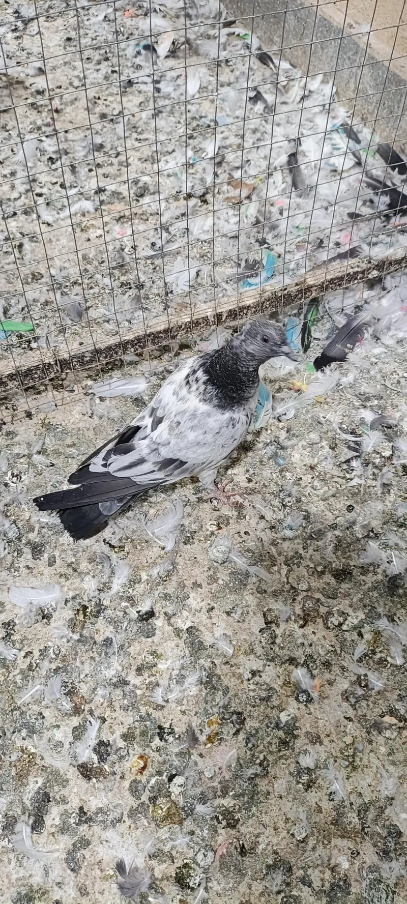 higher flyer baby pigeon for sale — photo 7