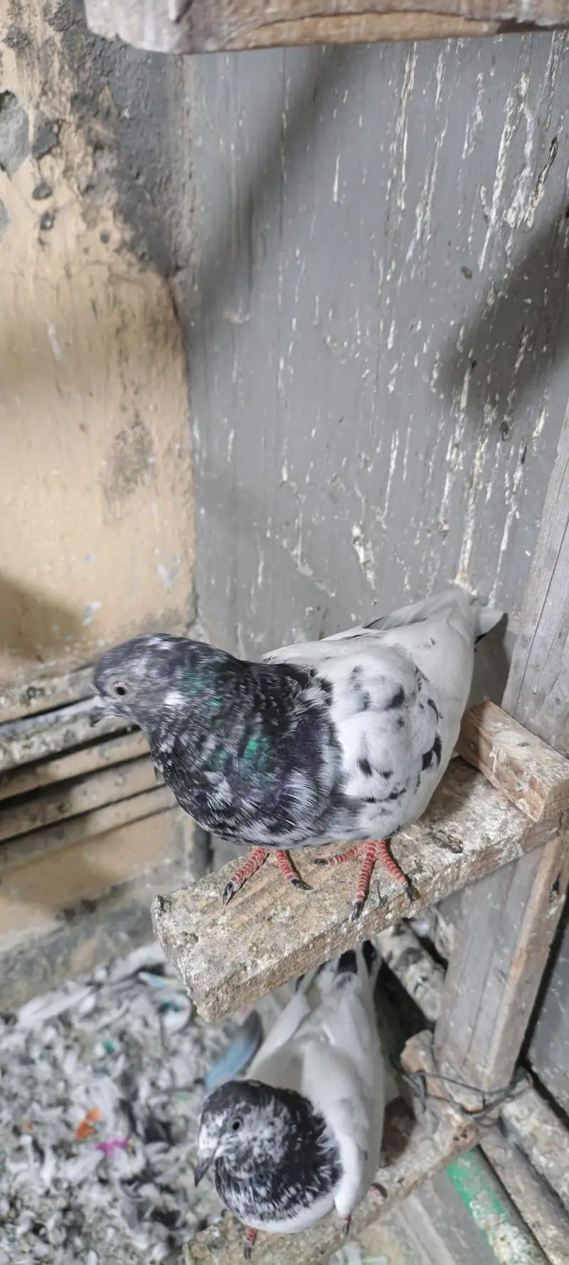 higher flyer baby pigeon for sale — photo 8