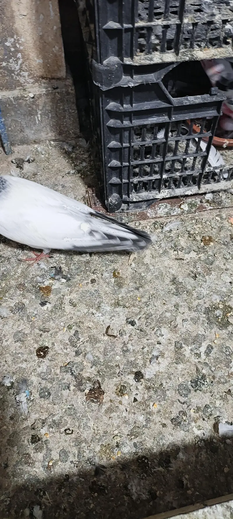 higher flyer baby pigeon for sale — photo 9