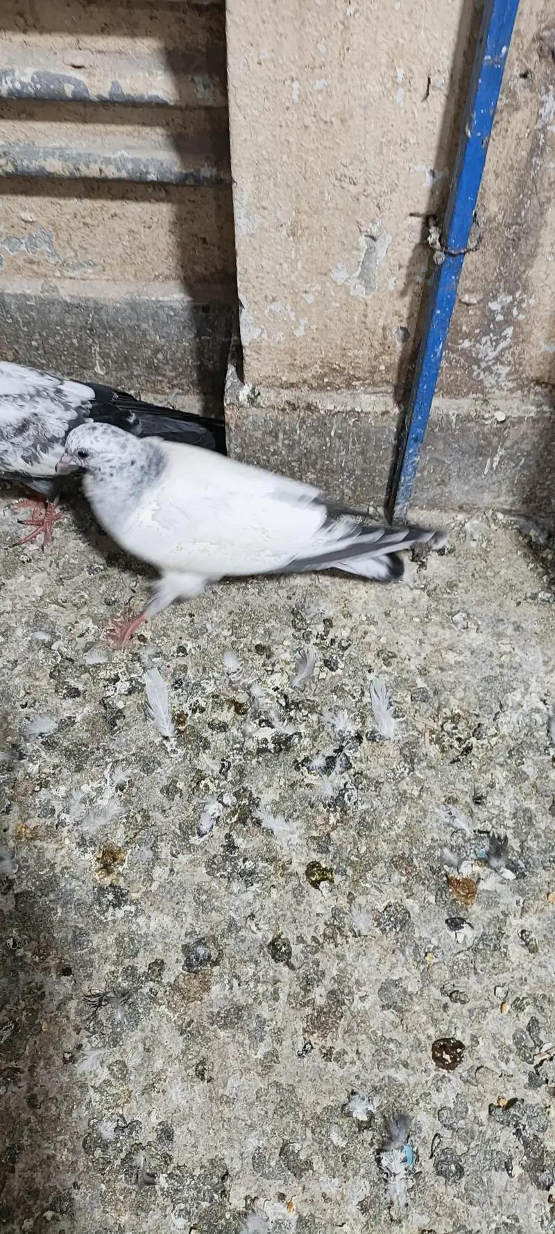 higher flyer baby pigeon for sale — photo 10