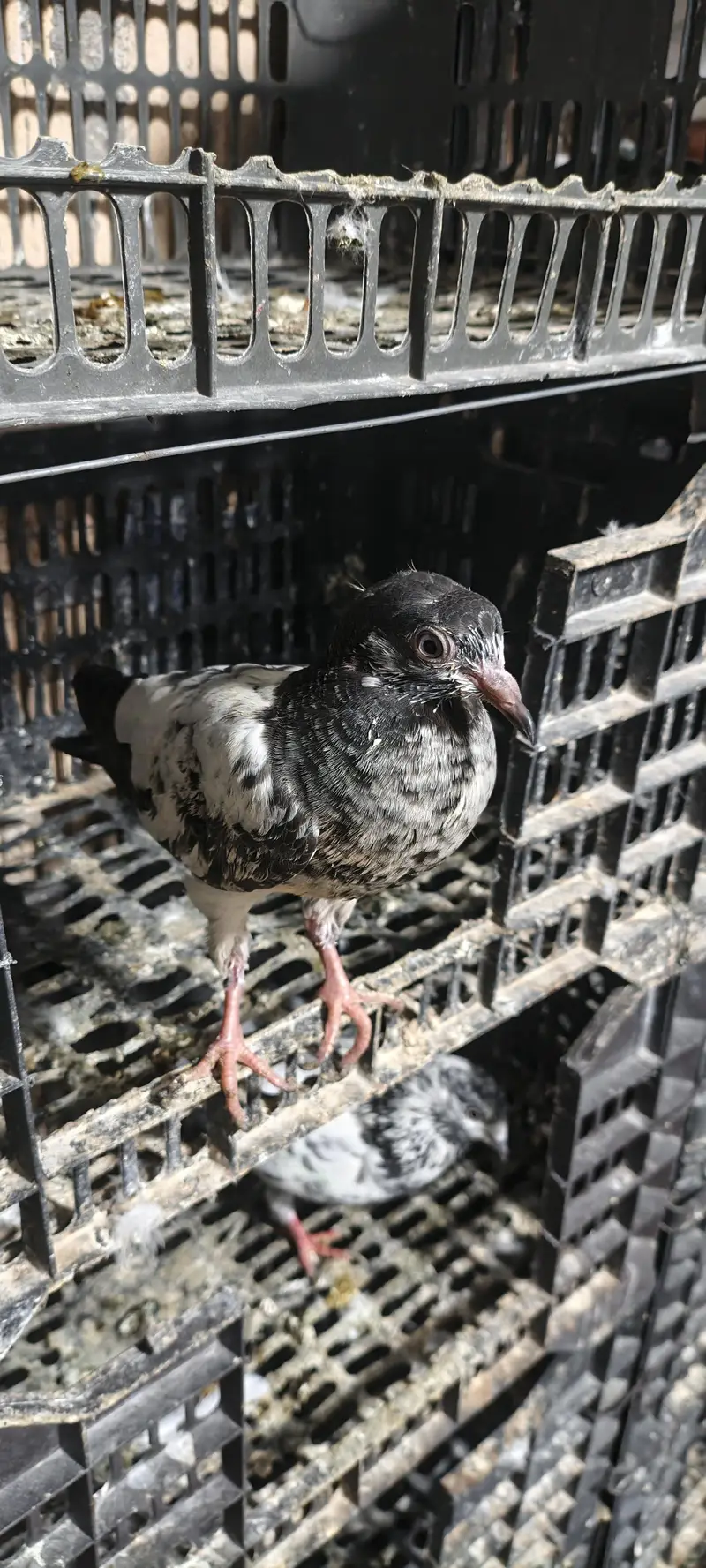 higher flyer baby pigeon for sale — photo 11