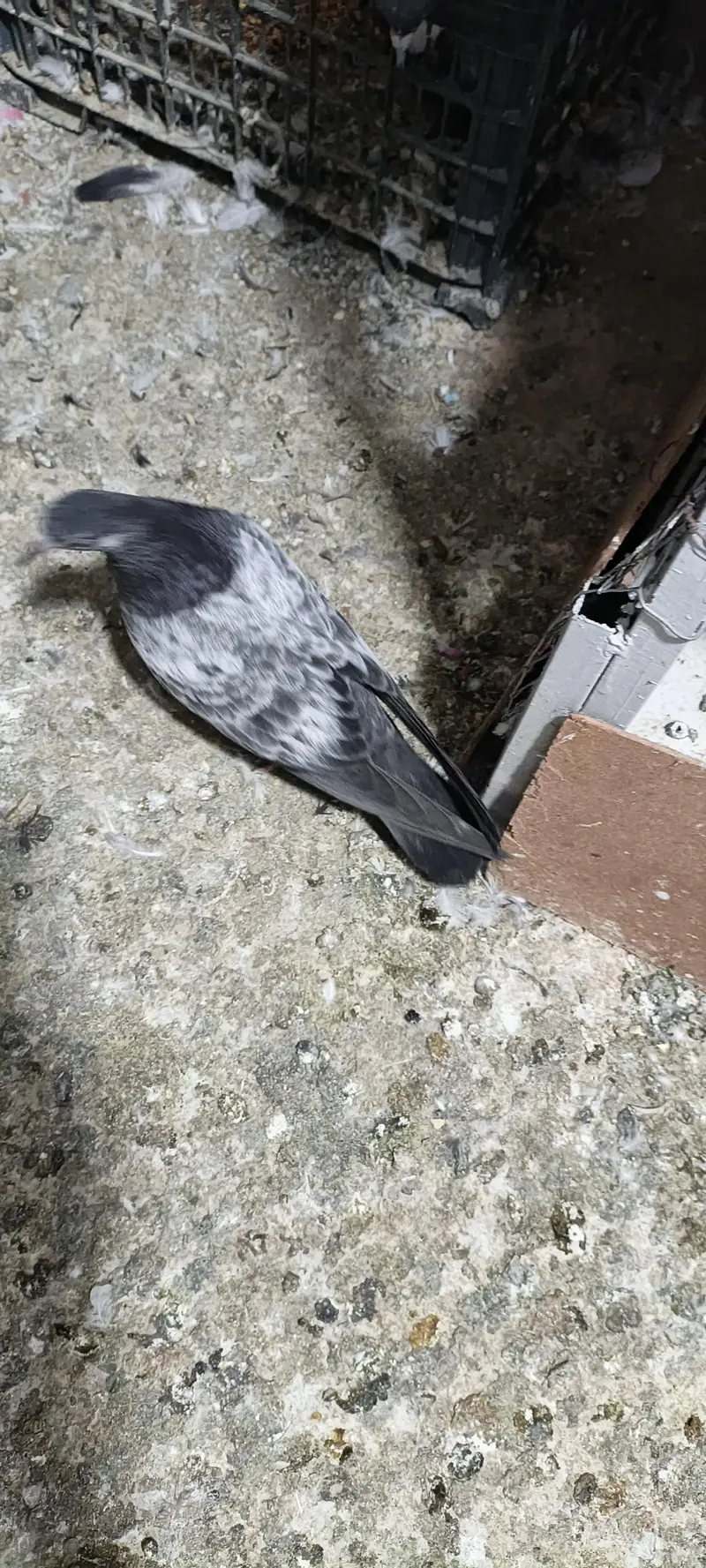higher flyer baby pigeon for sale — photo 12