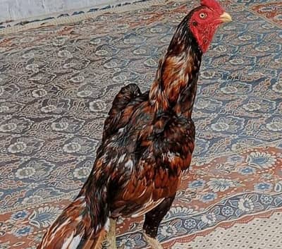peela patha for sale