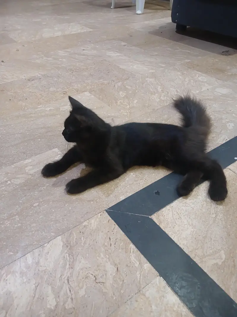 2 persian cats (male-black] - [female-white] — photo 2