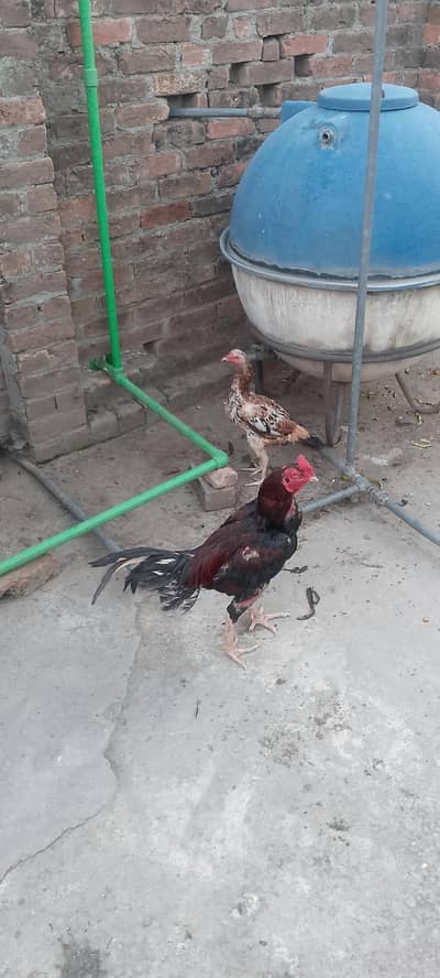 hen sales