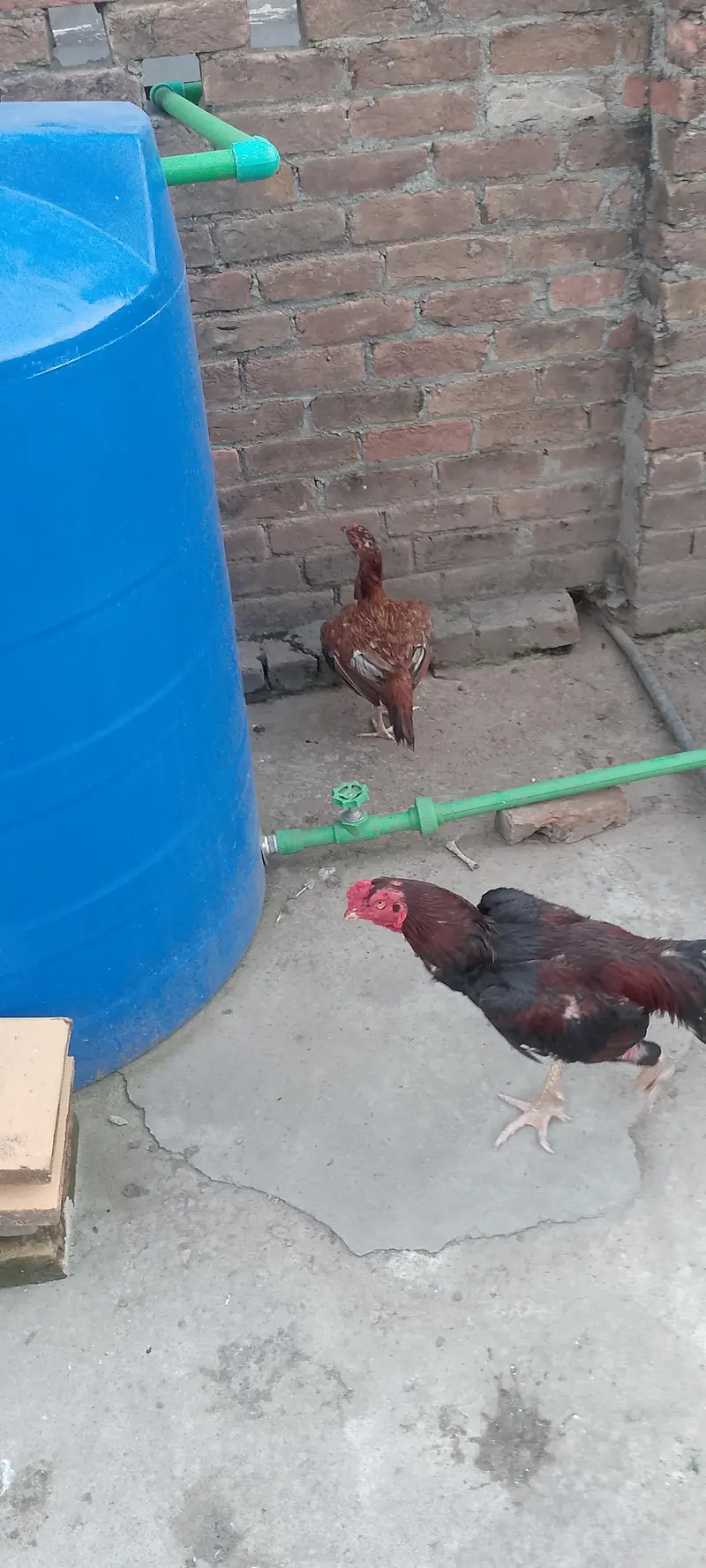 hen sales — photo 2
