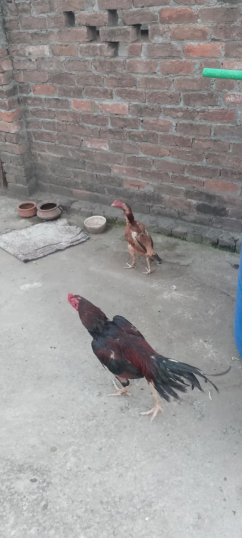 hen sales — photo 3