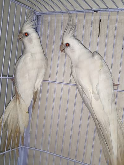 Cocktail Males with DNA exchange possible