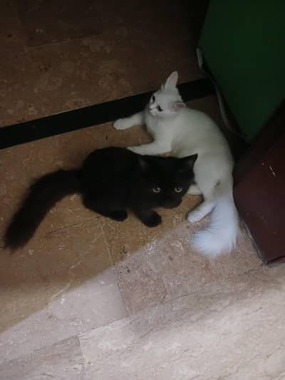 2 persian cats (male-black] - [female-white]