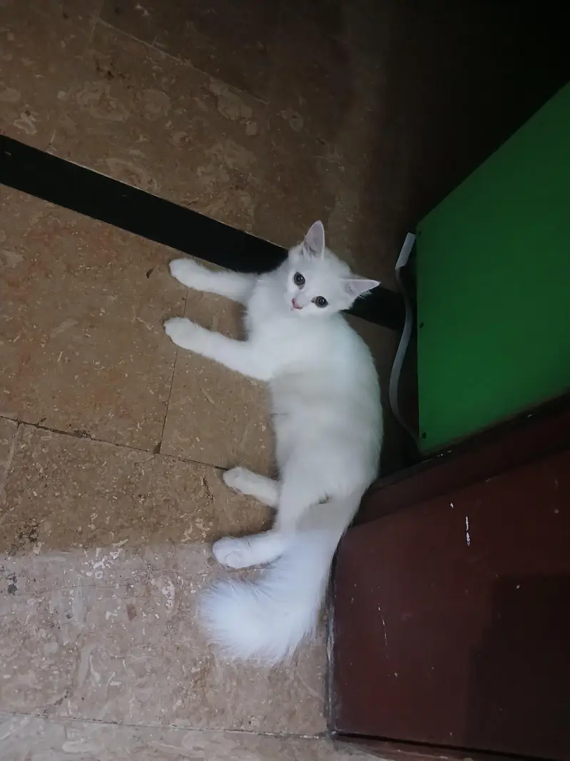 2 persian cats (male-black] - [female-white] — photo 3