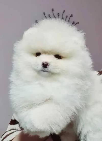 Pomeranian puppy for urgent sale