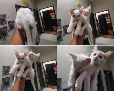 Pair of Parsian cat's