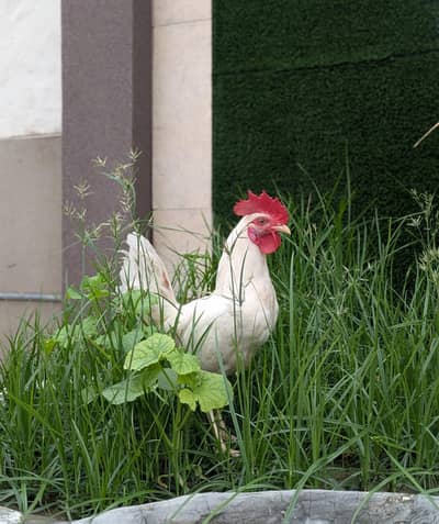 White murgha