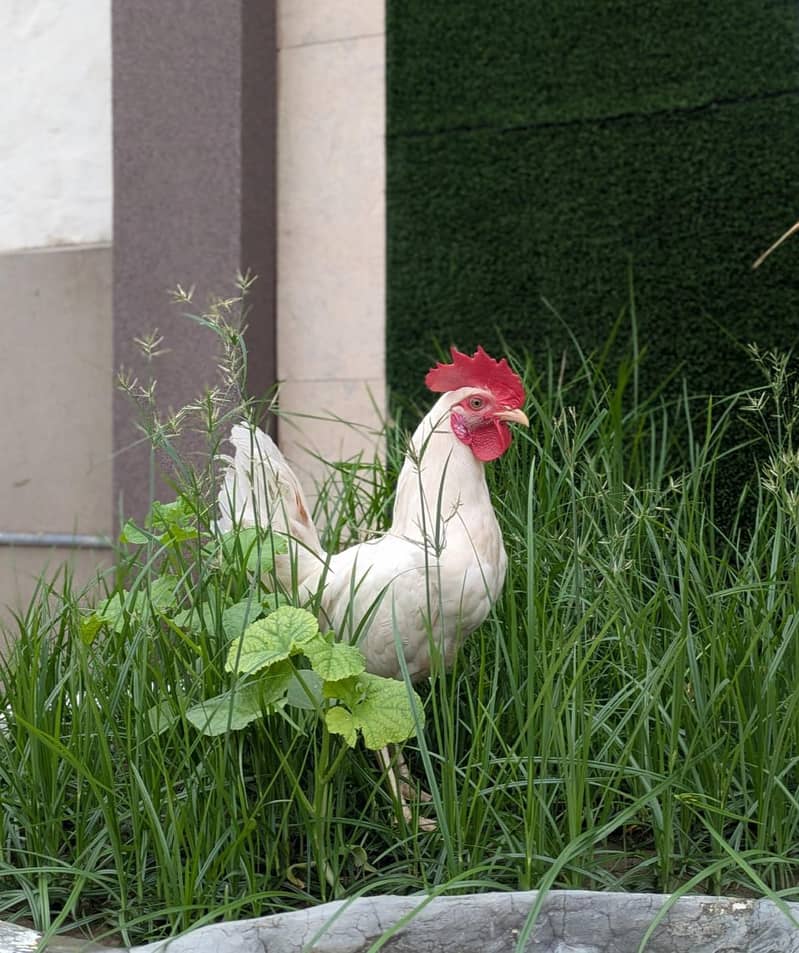 White murgha 0