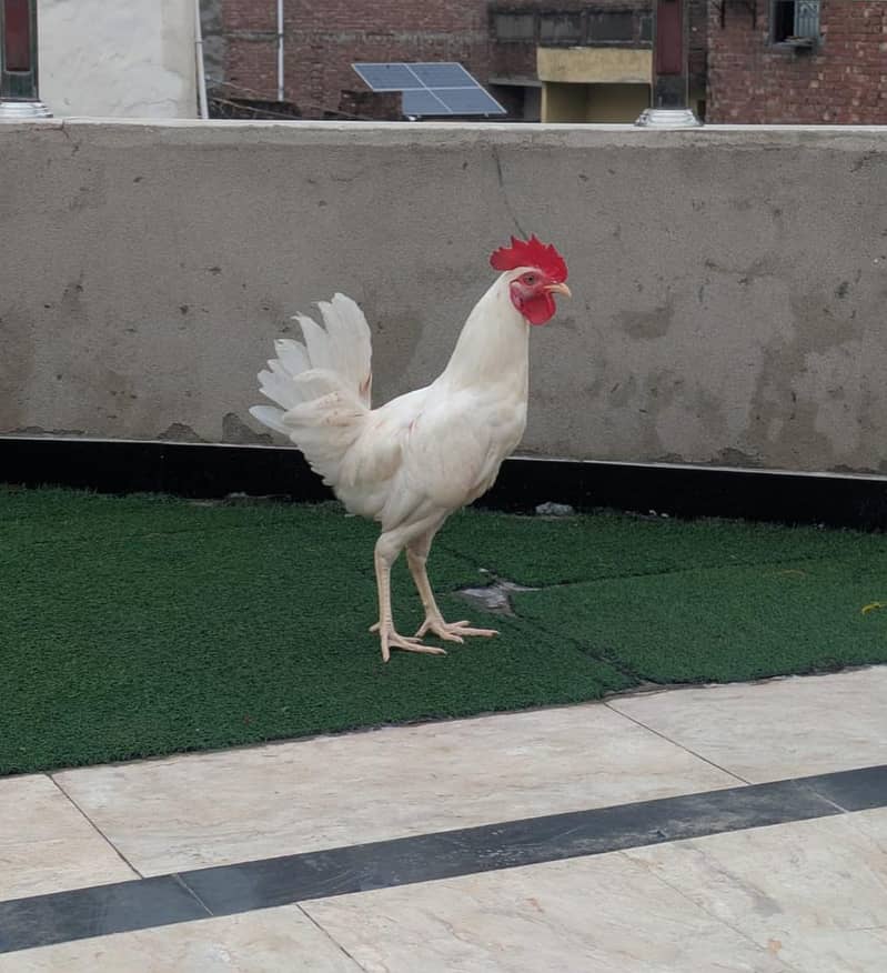 White murgha 1