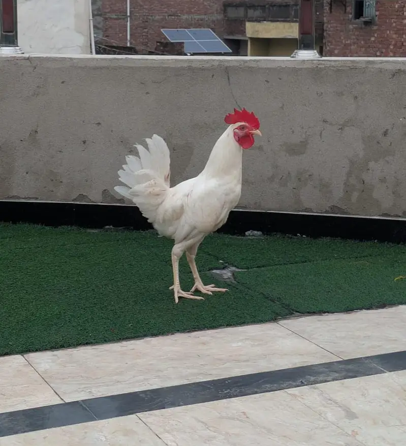 White murgha — photo 2