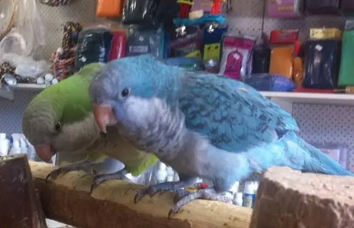 green  monk male  Monkf female pir with DNA  urgent sell — photo 2