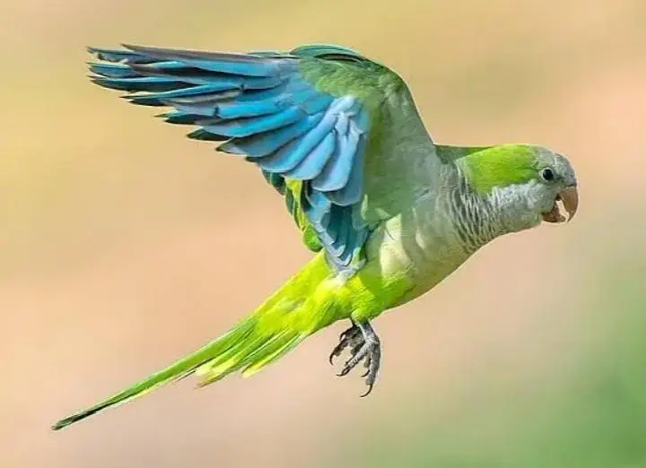 green  monk male  Monkf female pir with DNA  urgent sell — photo 4