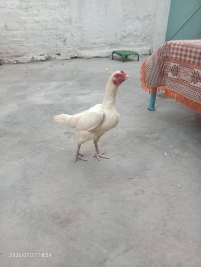 pure heera aseel hen