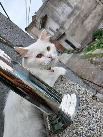 Persian cat