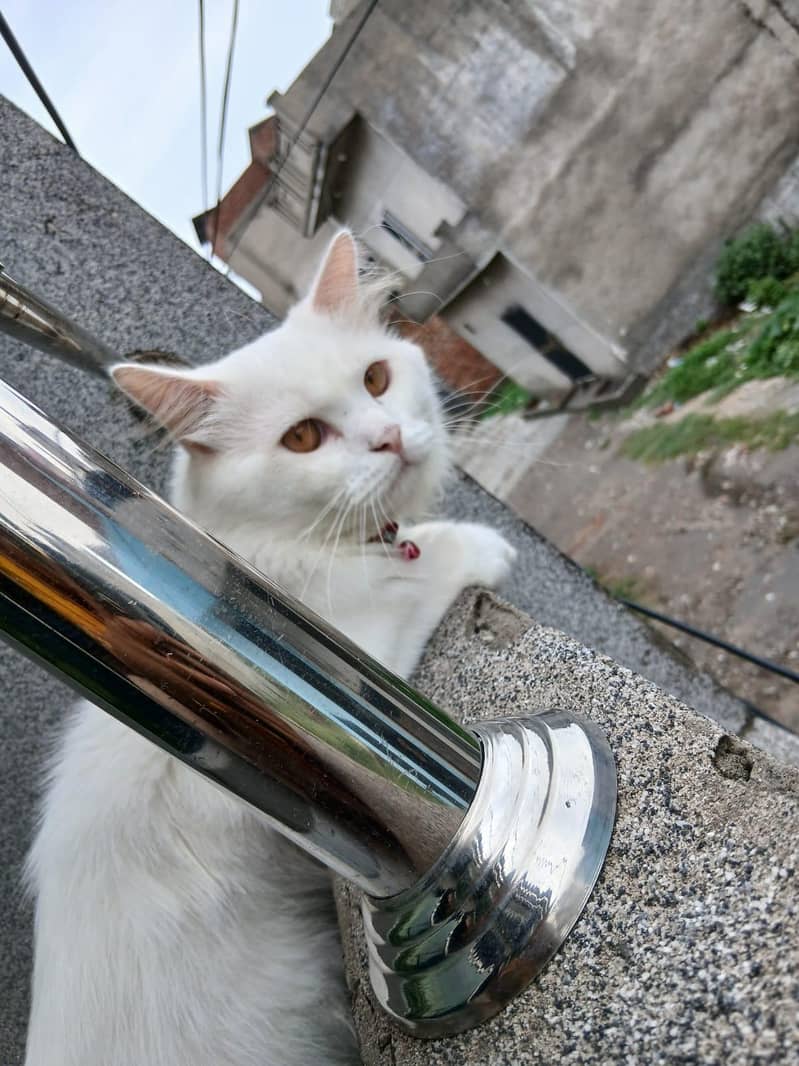 Persian cat 0